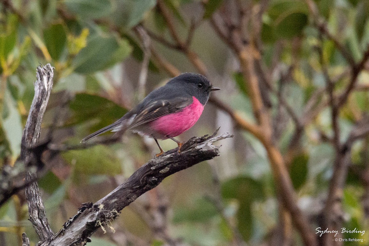 Pink Robin - Chris Rehberg  | Sydney Birding