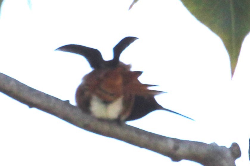 Rufous/Allen's Hummingbird - ML617110555