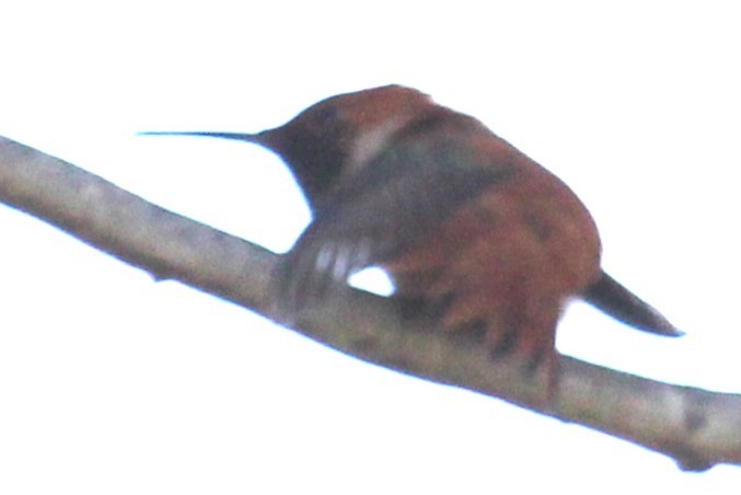 Rufous/Allen's Hummingbird - ML617110556