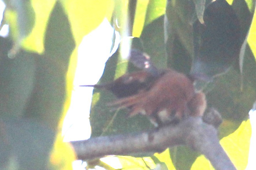 Rufous/Allen's Hummingbird - ML617110559