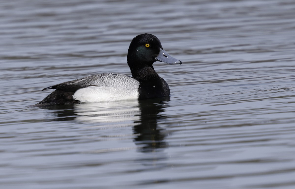 Greater Scaup - ML617110574