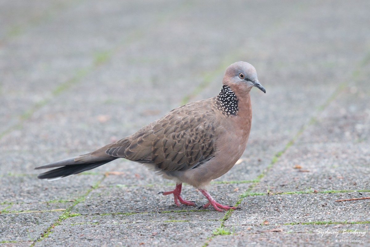 Spotted Dove - ML617110575