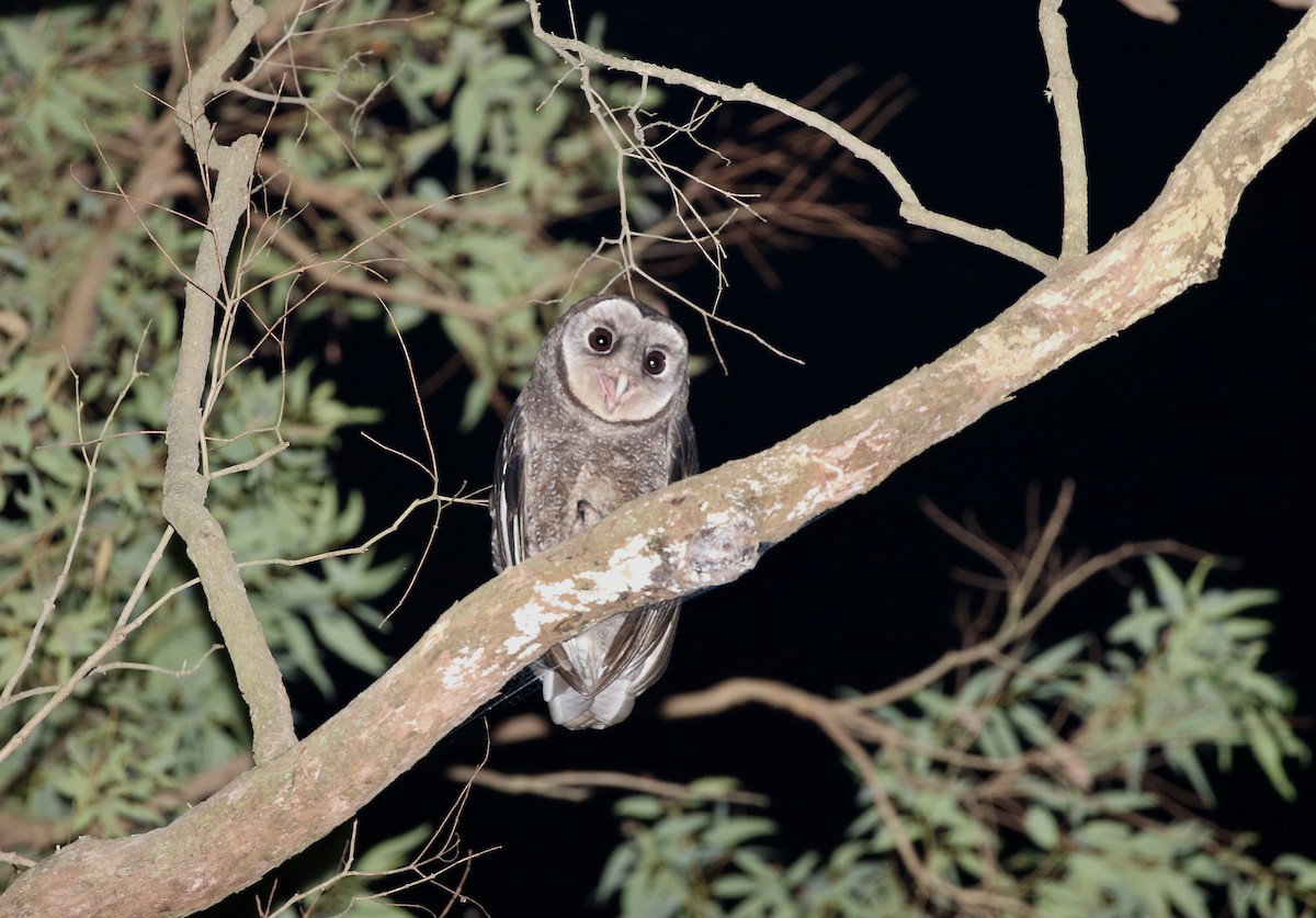 Sooty Owl (Greater) - ML617110578