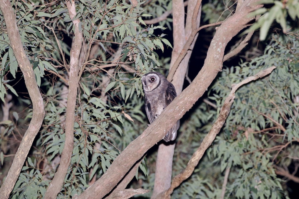 Sooty Owl (Greater) - Aaron David
