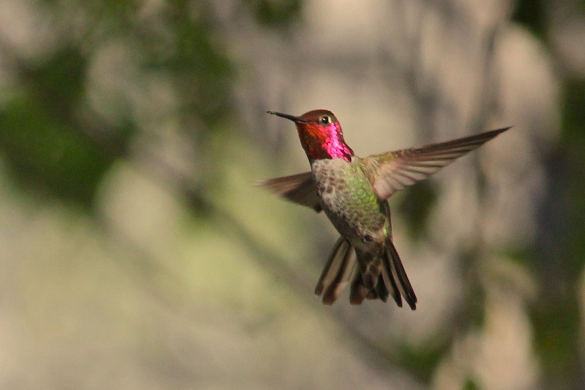 Anna's Hummingbird - ML617110581