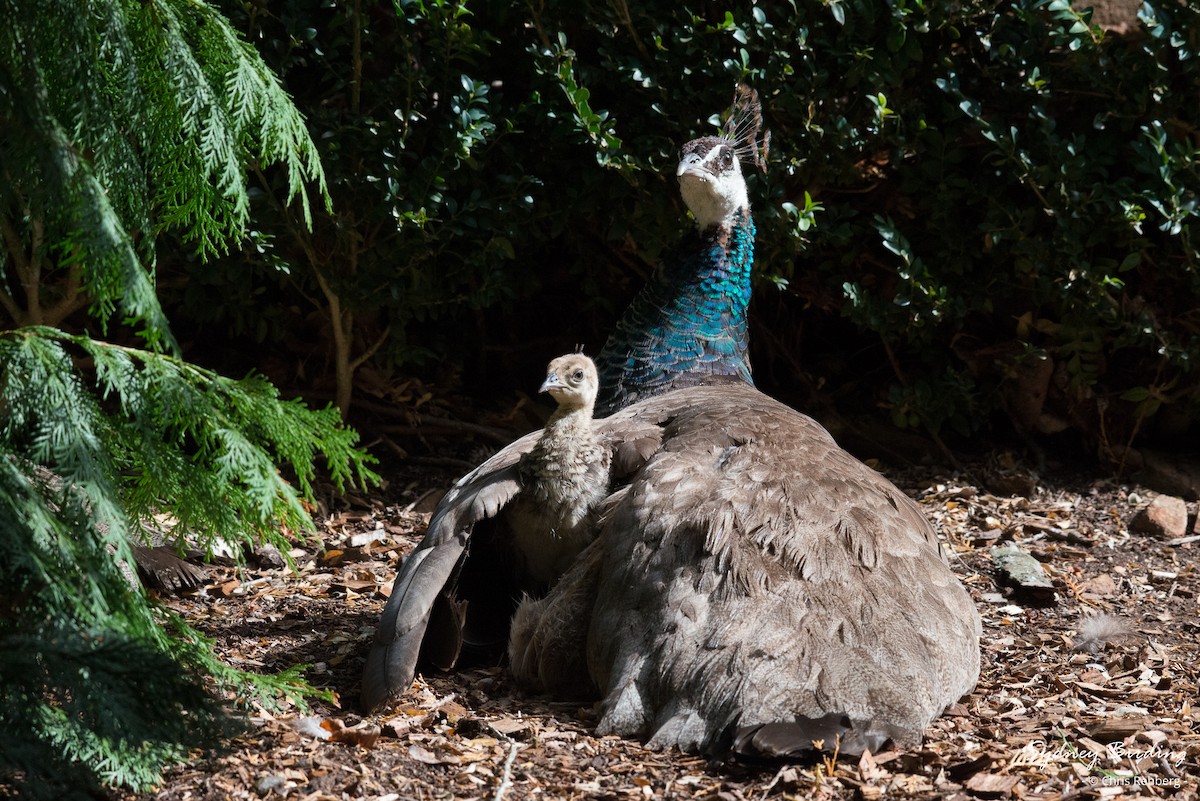 Indian Peafowl (Domestic type) - Chris Rehberg  | Sydney Birding