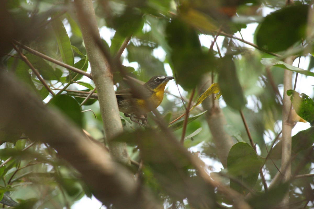 Yellow-breasted Chat - ML617110668