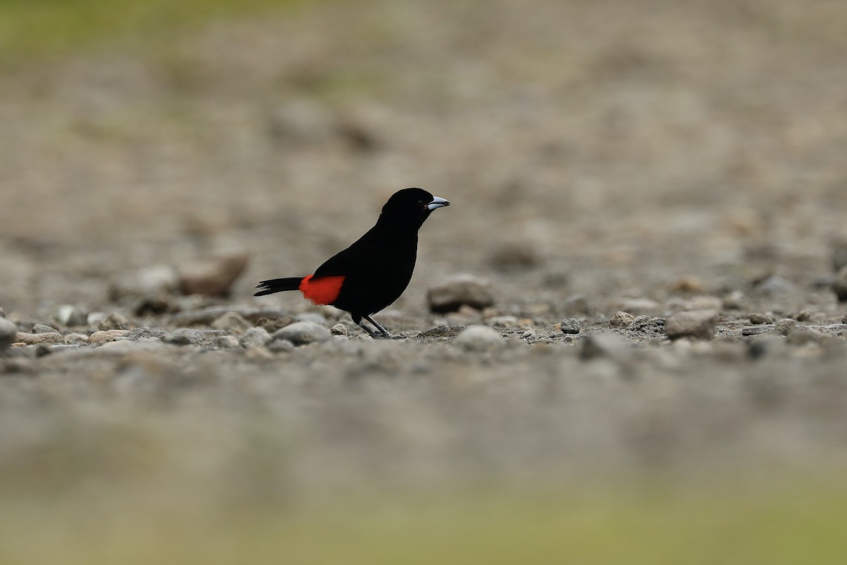 Scarlet-rumped Tanager - ML617110711