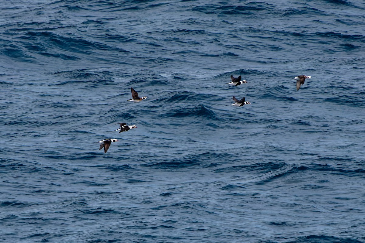 Long-tailed Duck - ML617110724