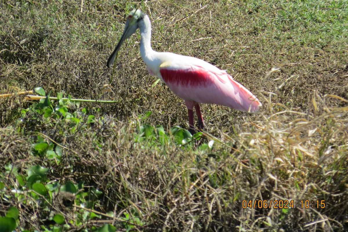 Roseate Spoonbill - Paul Wolter