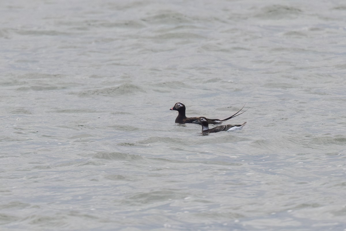 Long-tailed Duck - ML617110754