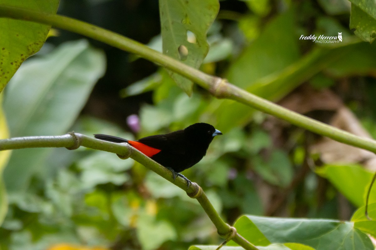Scarlet-rumped Tanager - ML617110767