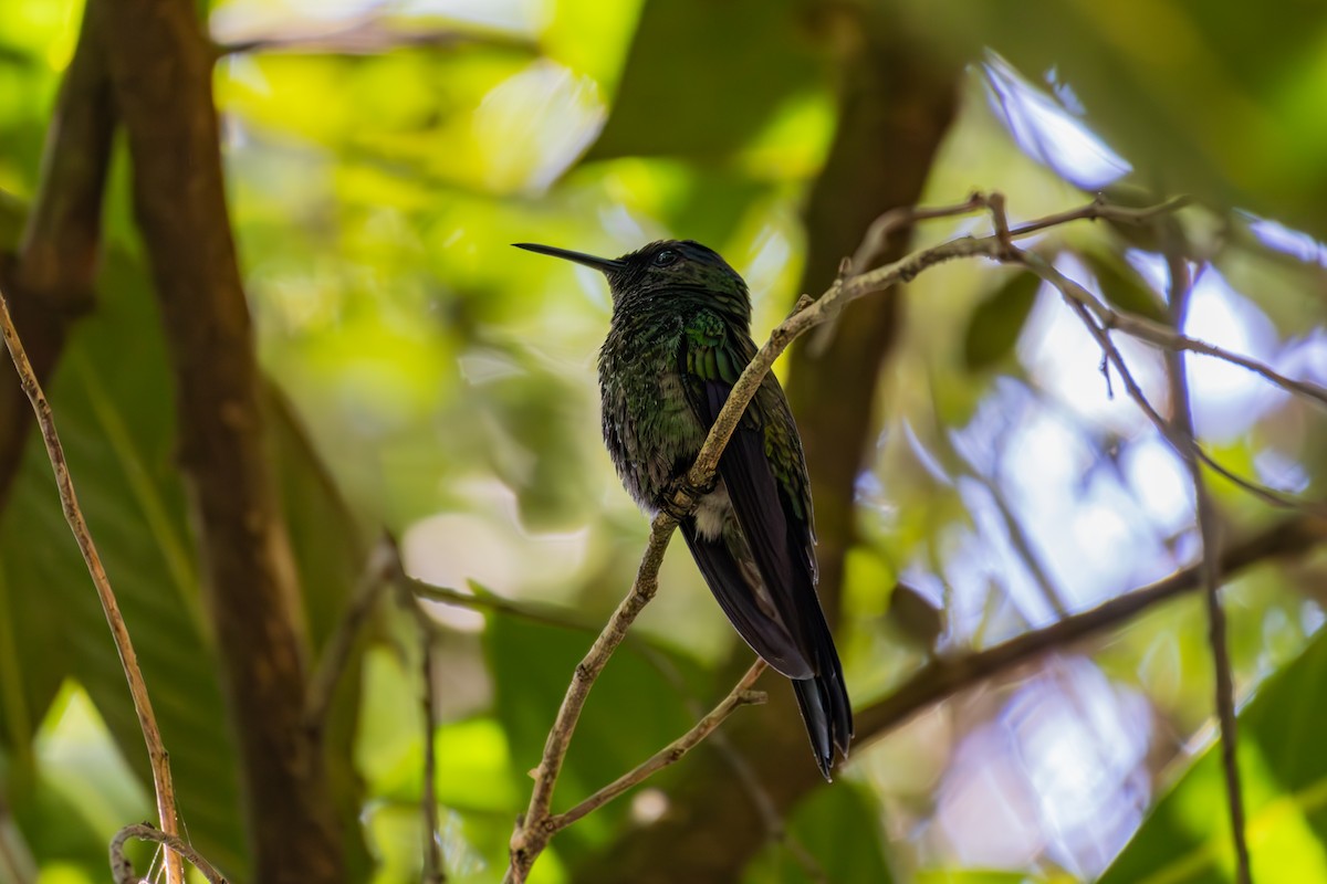 kolibřík fialovotemenný - ML617110774