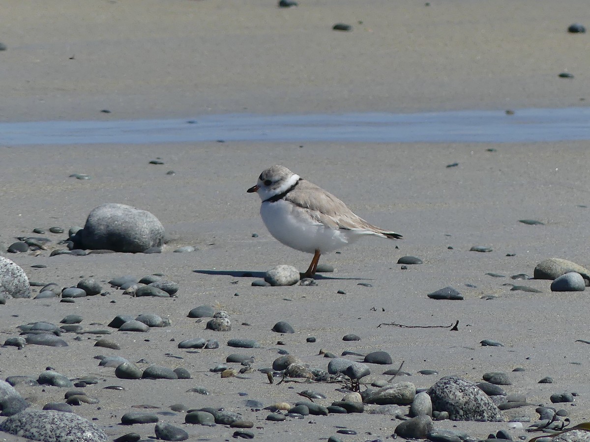 Piping Plover - ML617110819