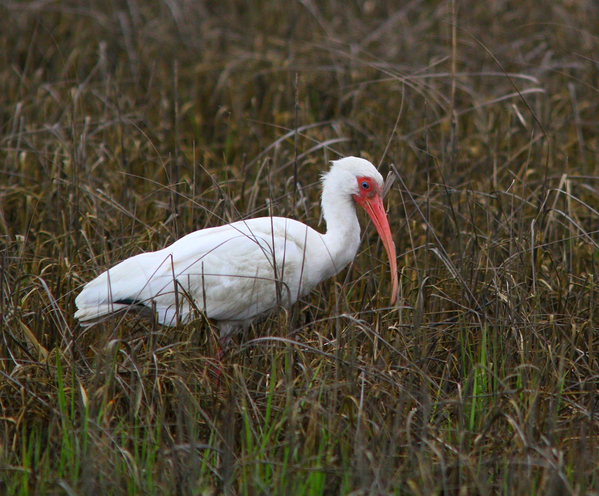 ibis bílý - ML617110824