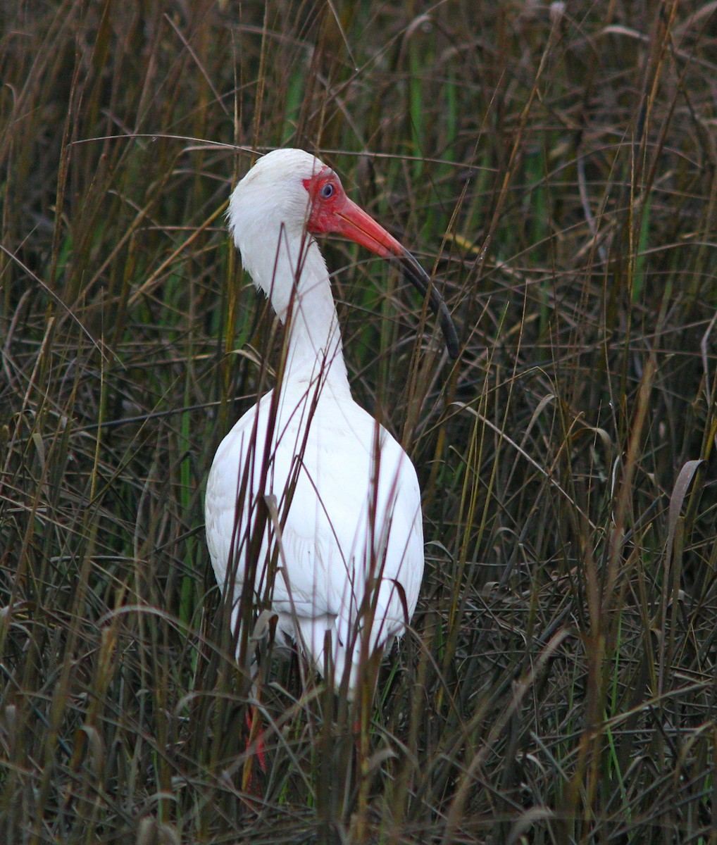 ibis bílý - ML617110825