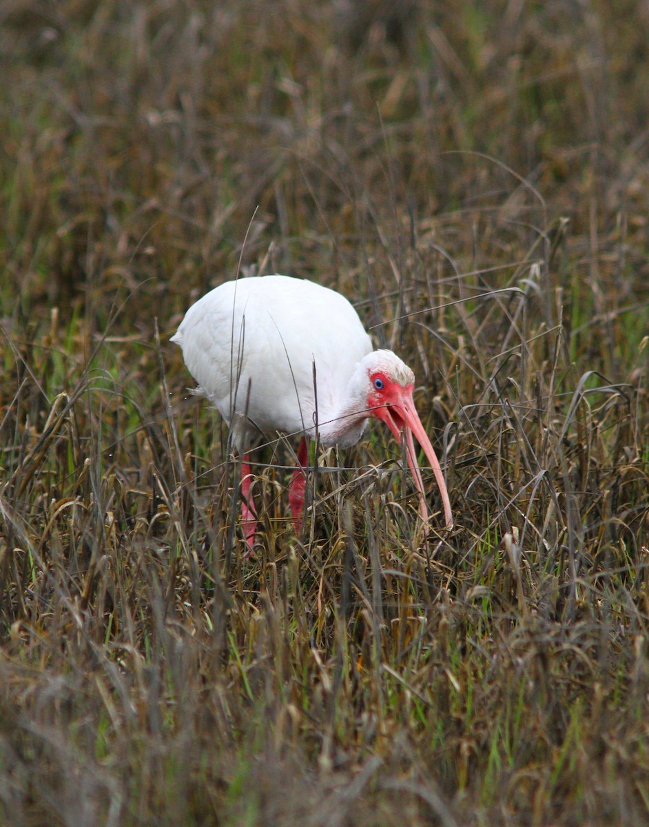 ibis bílý - ML617110829