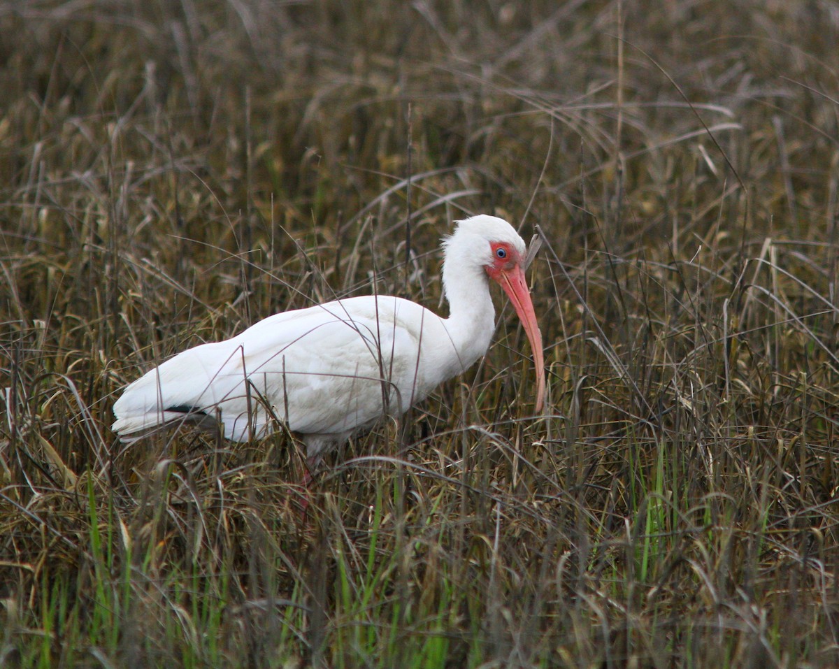ibis bílý - ML617110831