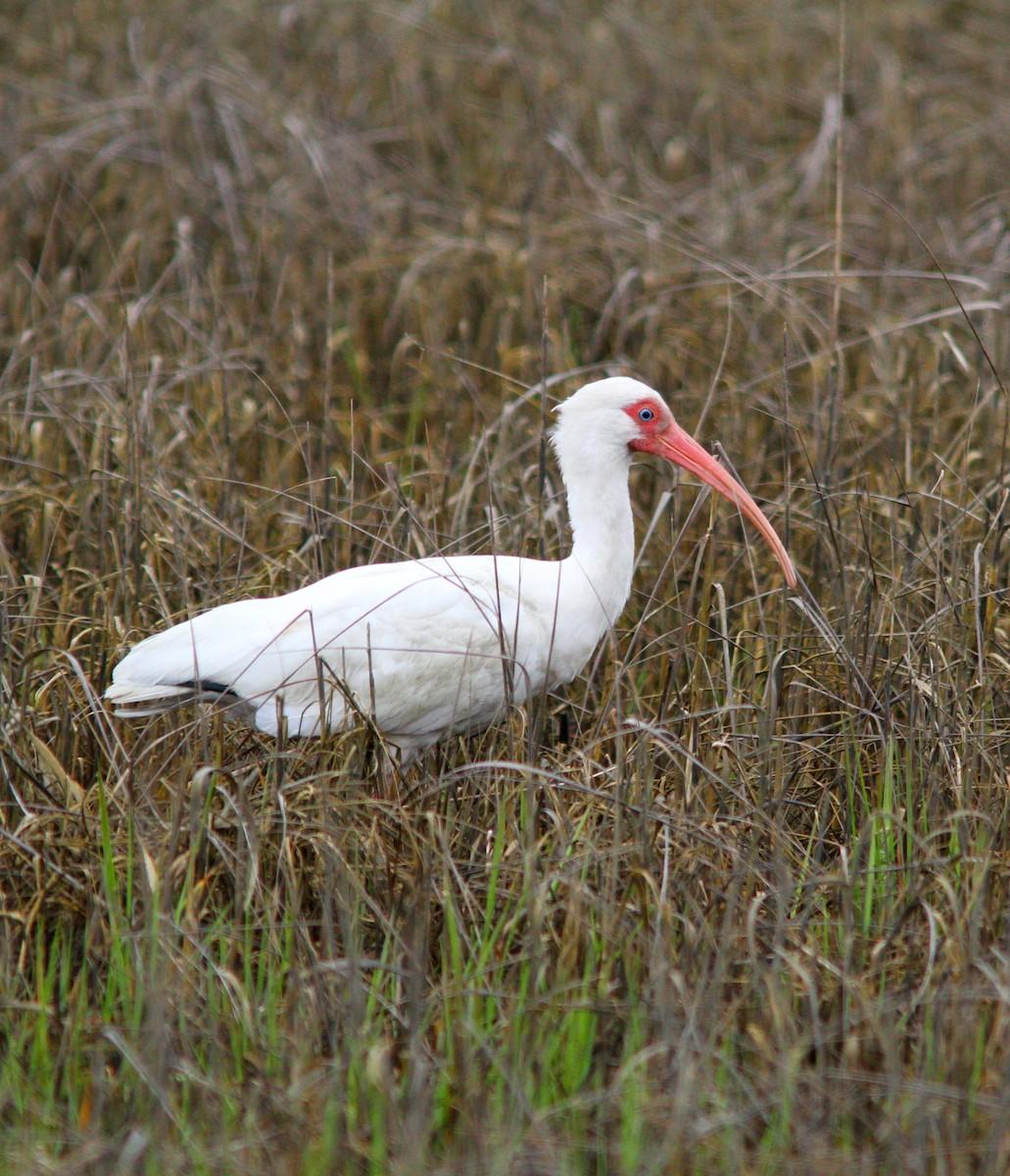 ibis bílý - ML617110833