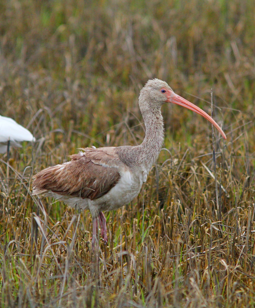 ibis bílý - ML617110834