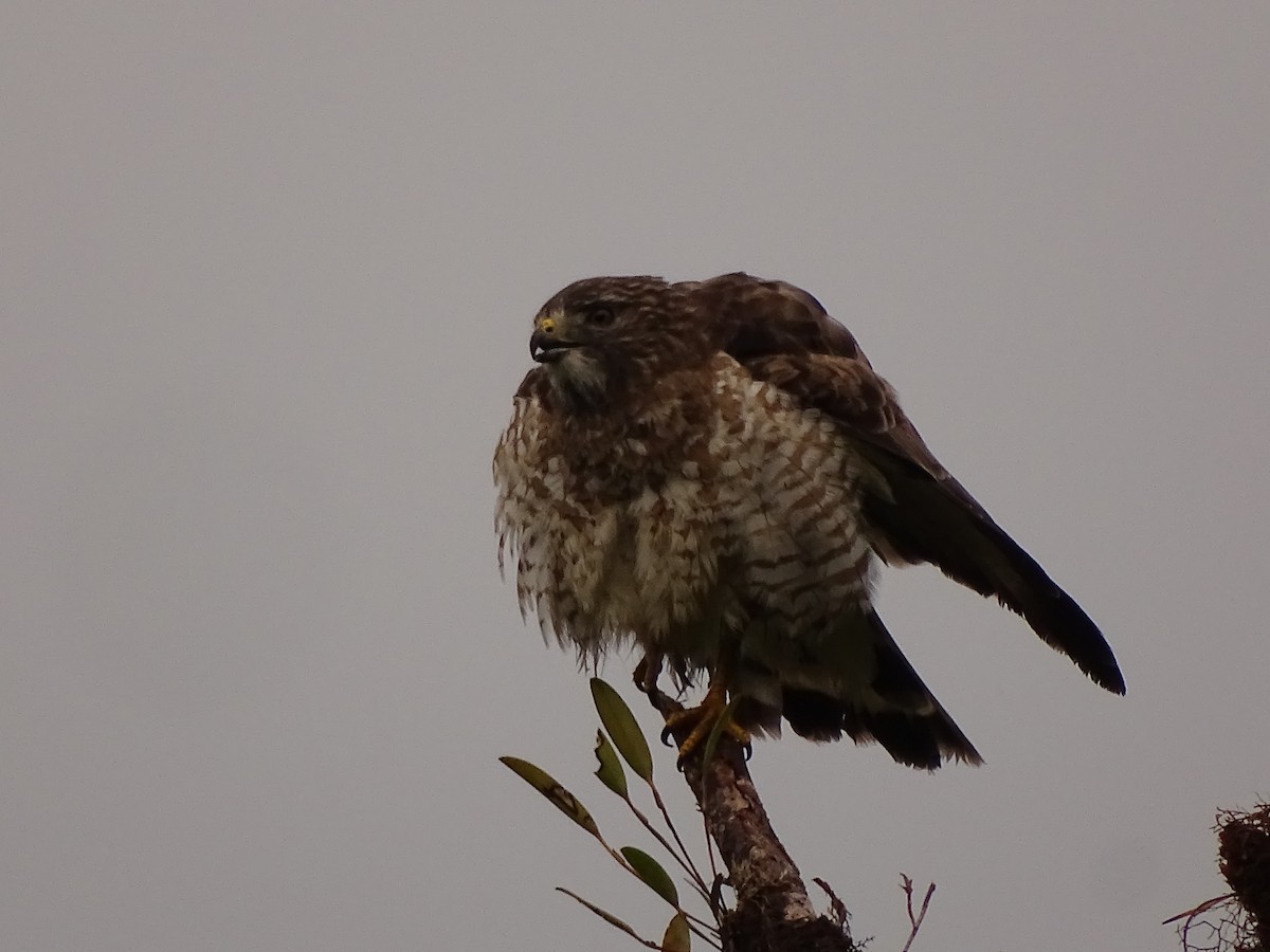 Broad-winged Hawk (Northern) - ML617111014
