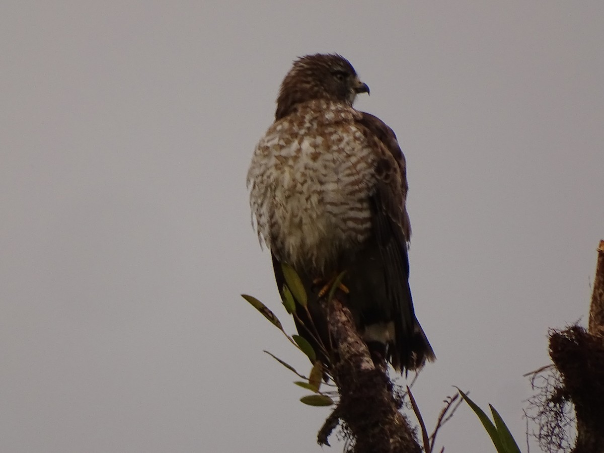 Broad-winged Hawk (Northern) - ML617111015