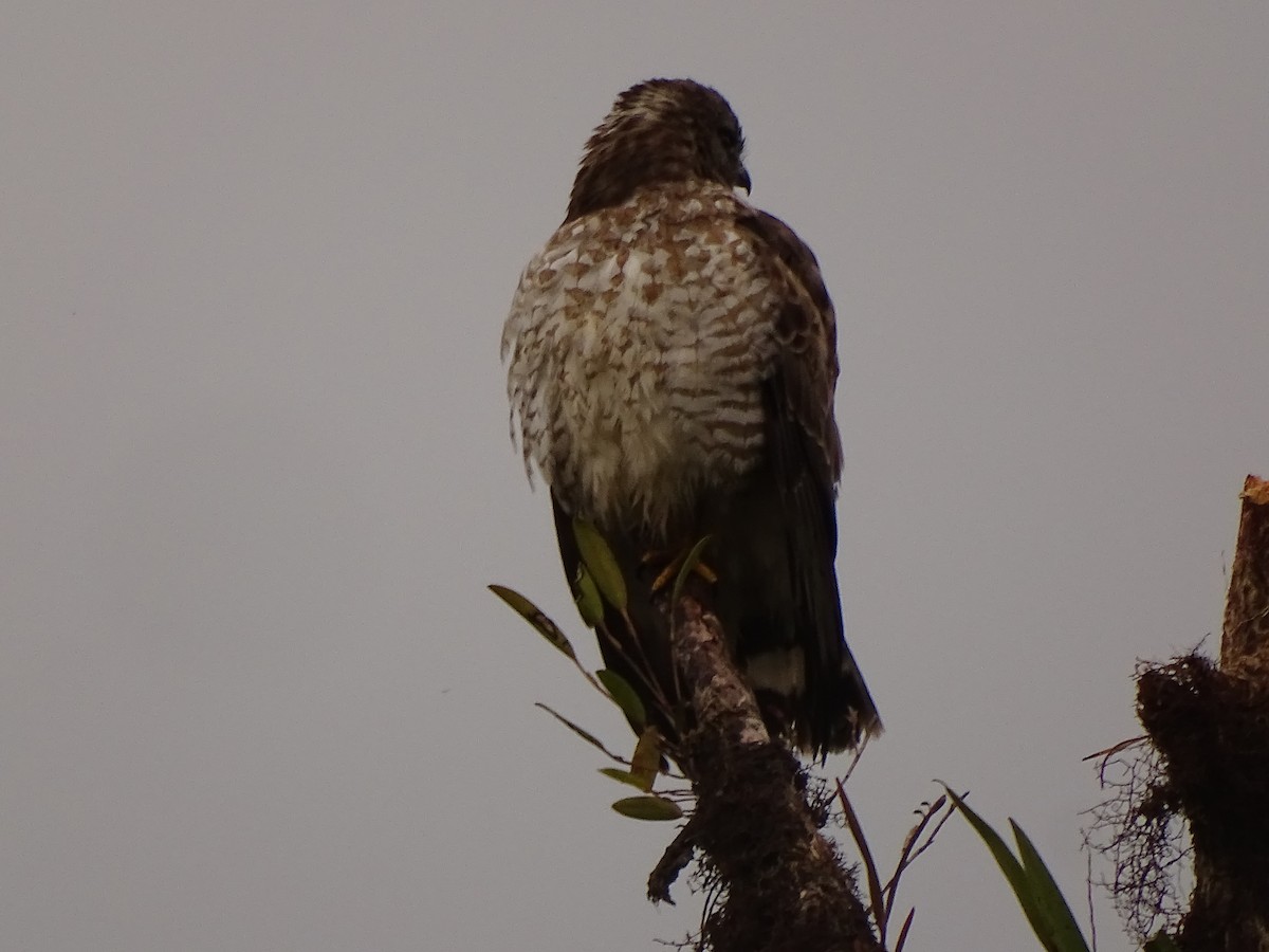 Broad-winged Hawk (Northern) - ML617111016