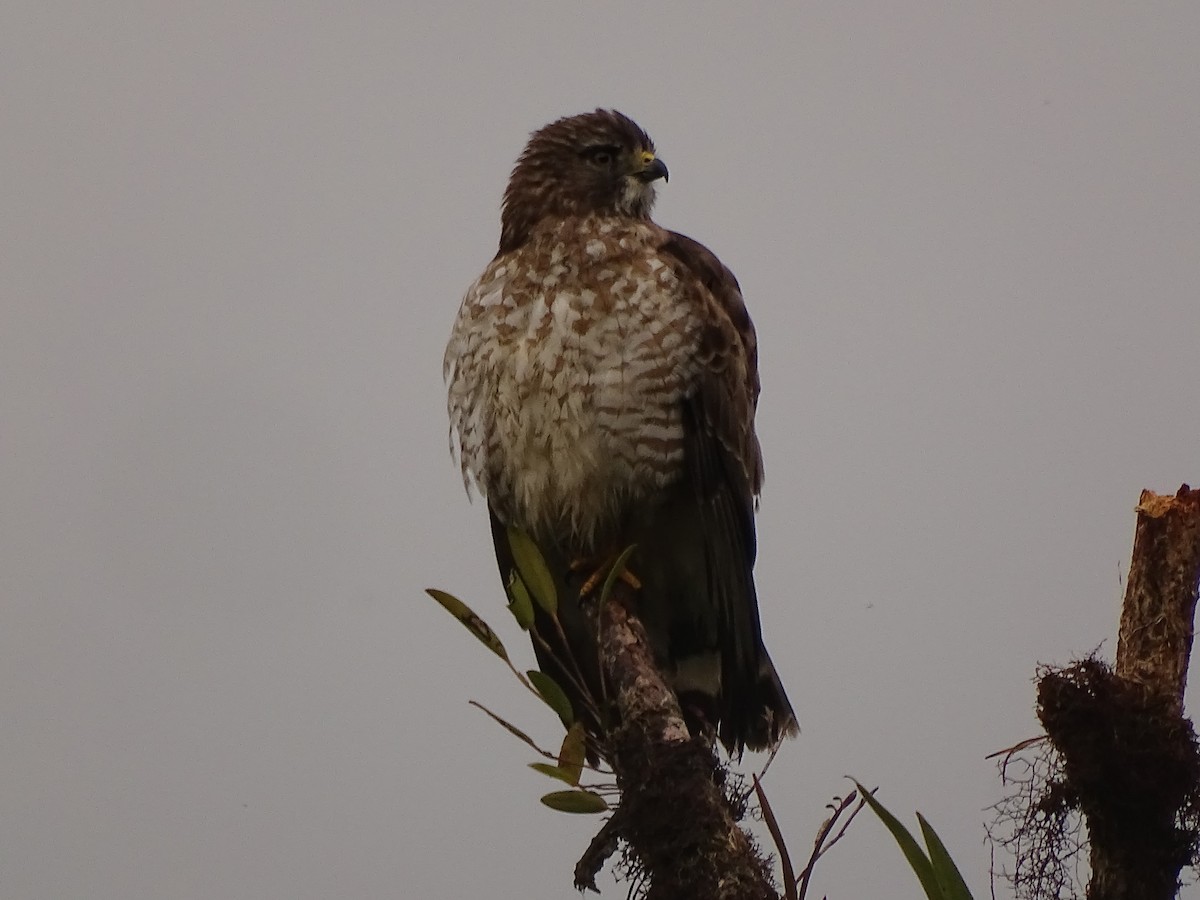 Broad-winged Hawk (Northern) - ML617111017