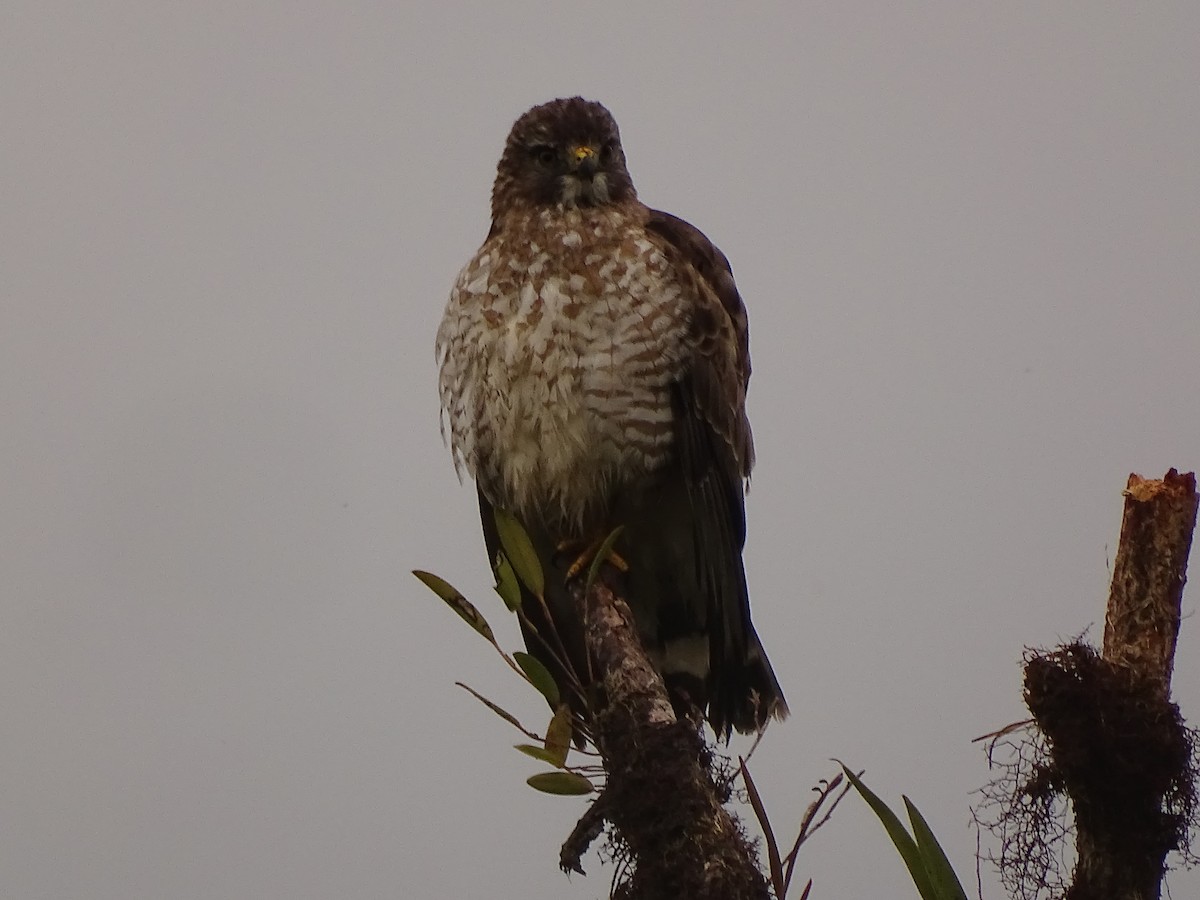 Broad-winged Hawk (Northern) - ML617111019