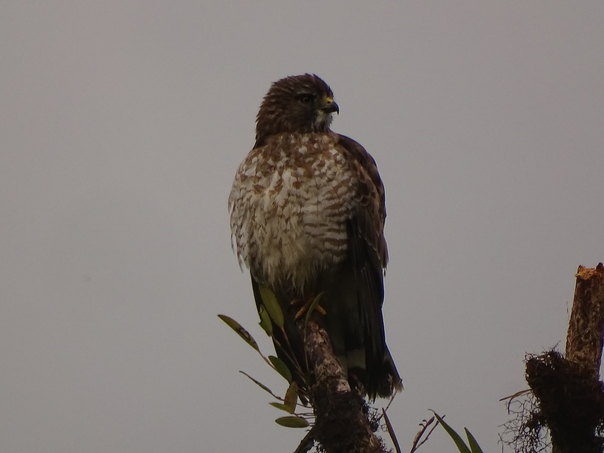 Broad-winged Hawk (Northern) - ML617111020