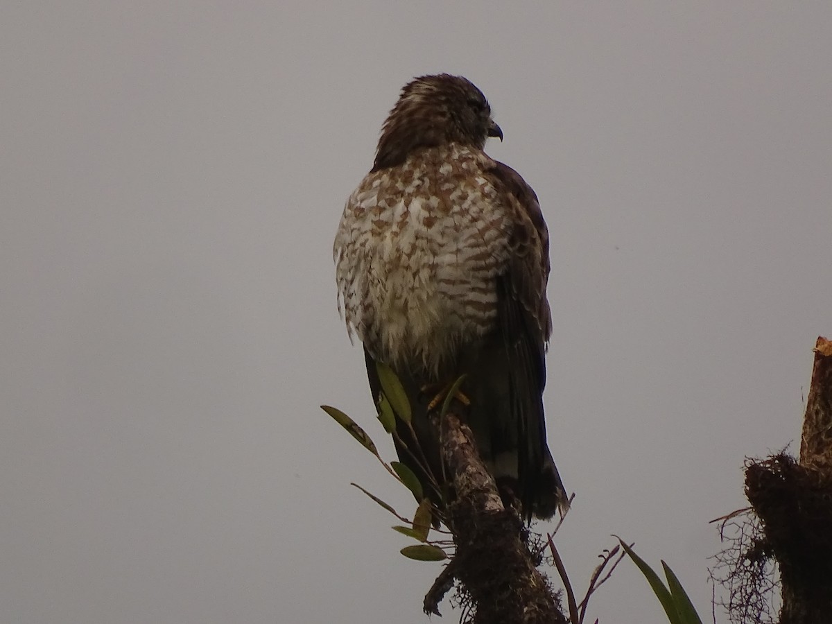 Broad-winged Hawk (Northern) - ML617111022