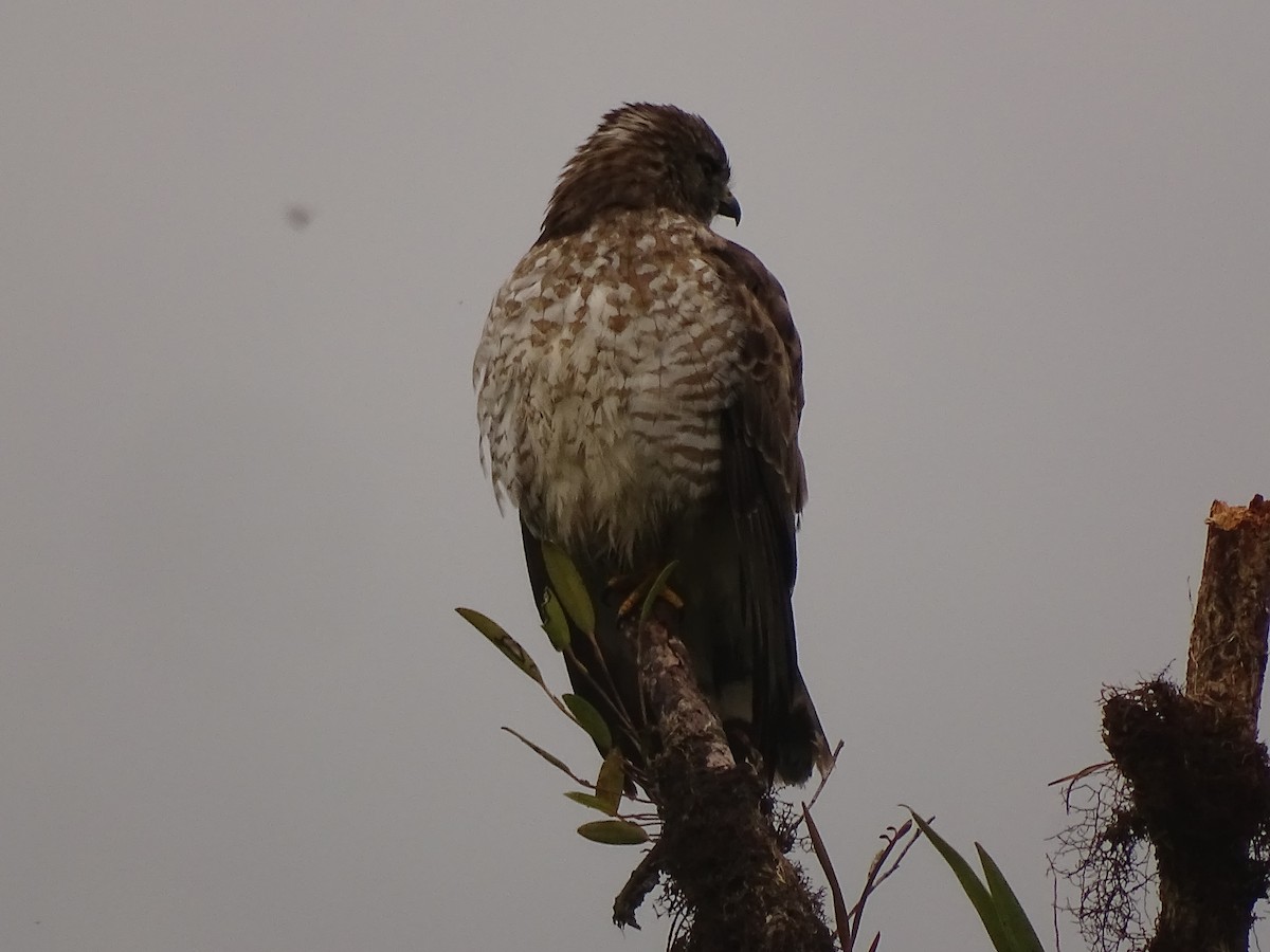 Broad-winged Hawk (Northern) - ML617111023