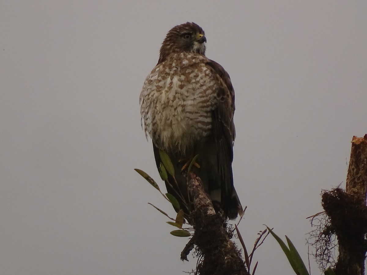 Broad-winged Hawk (Northern) - ML617111024