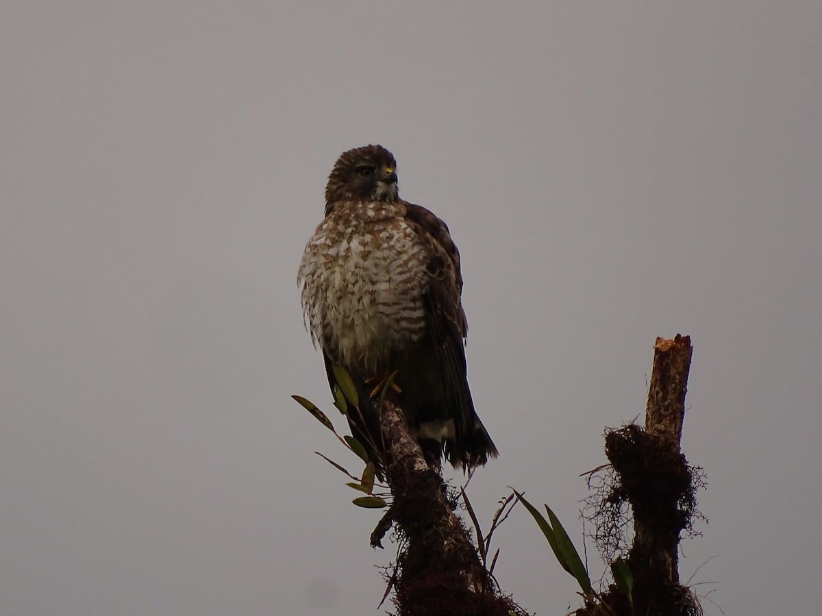 Broad-winged Hawk (Northern) - ML617111028
