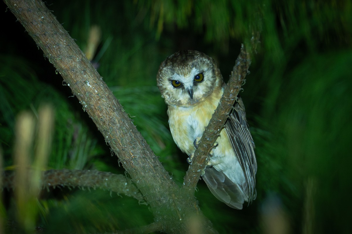 Unspotted Saw-whet Owl - ML617111059