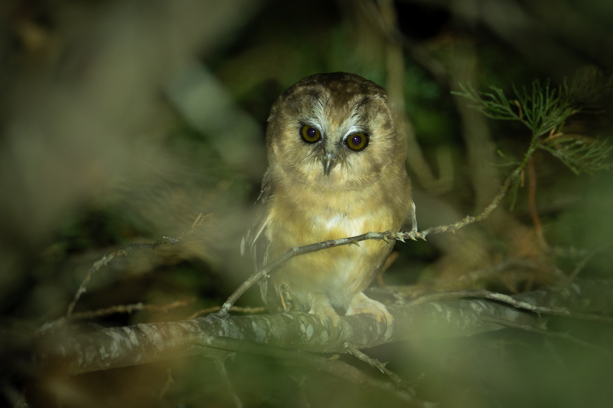 Unspotted Saw-whet Owl - Moises Rodriguez