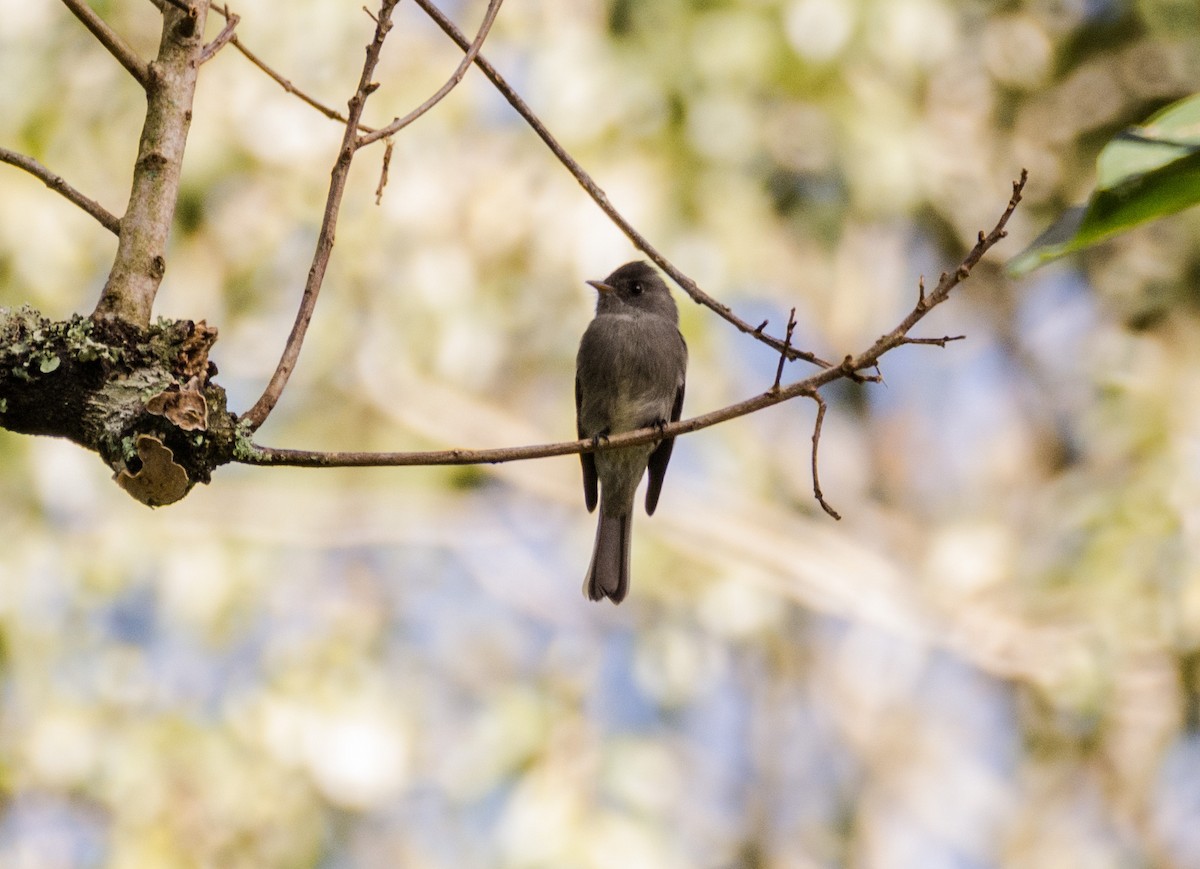 Southern Tropical Pewee - ML617111101