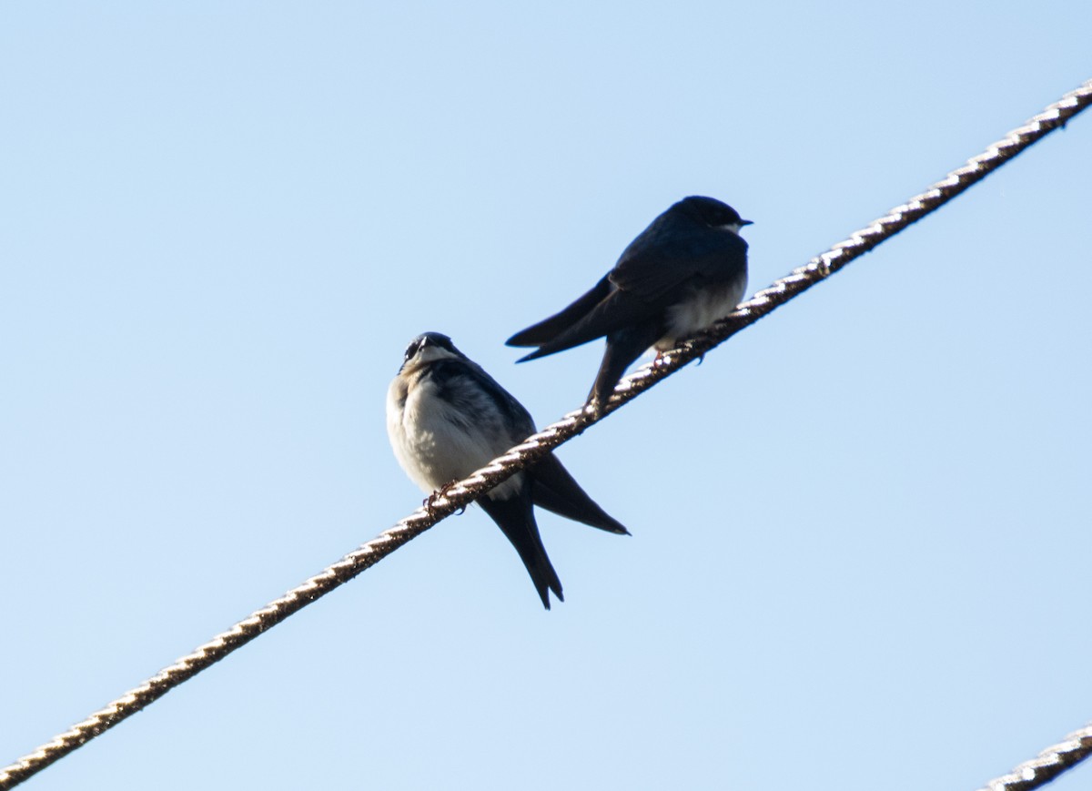 Blue-and-white Swallow (cyanoleuca) - ML617111137