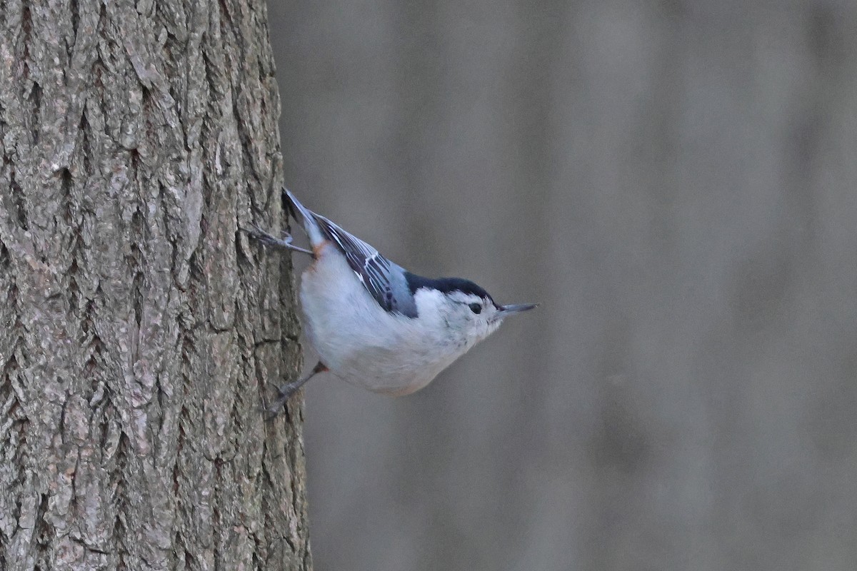 eBird Checklist - 8 Apr 2024 - Forest Park--Strack Pond - 18 species