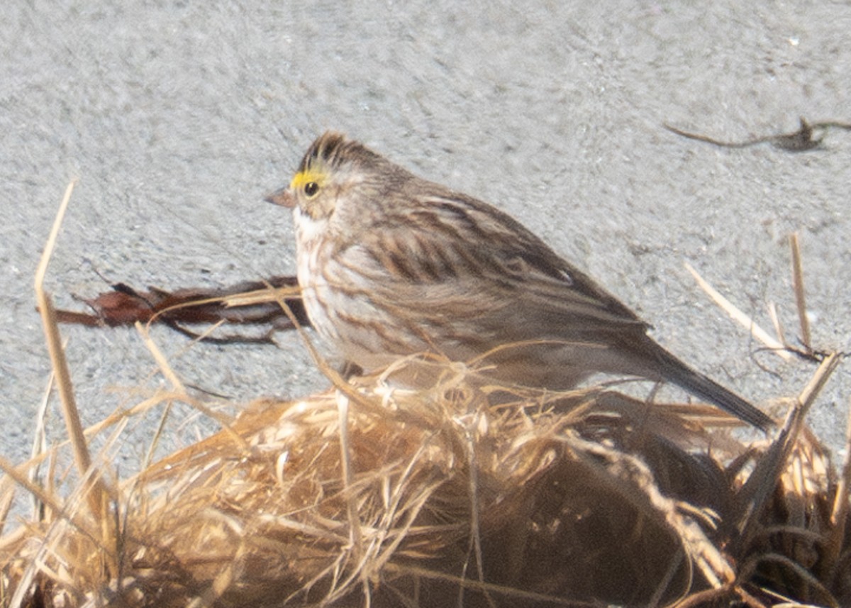 Savannah Sparrow (Ipswich) - ML617111198