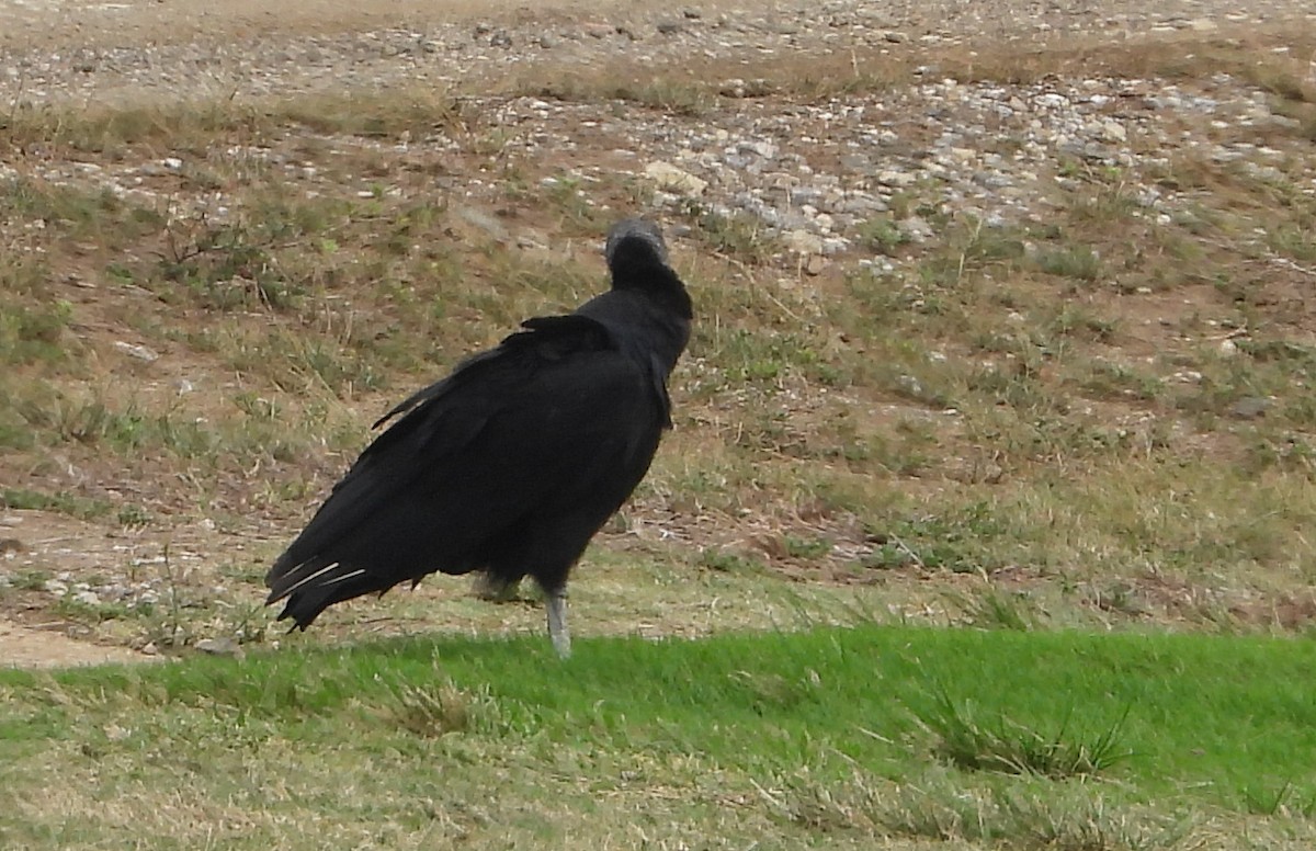 Black Vulture - ML617111238