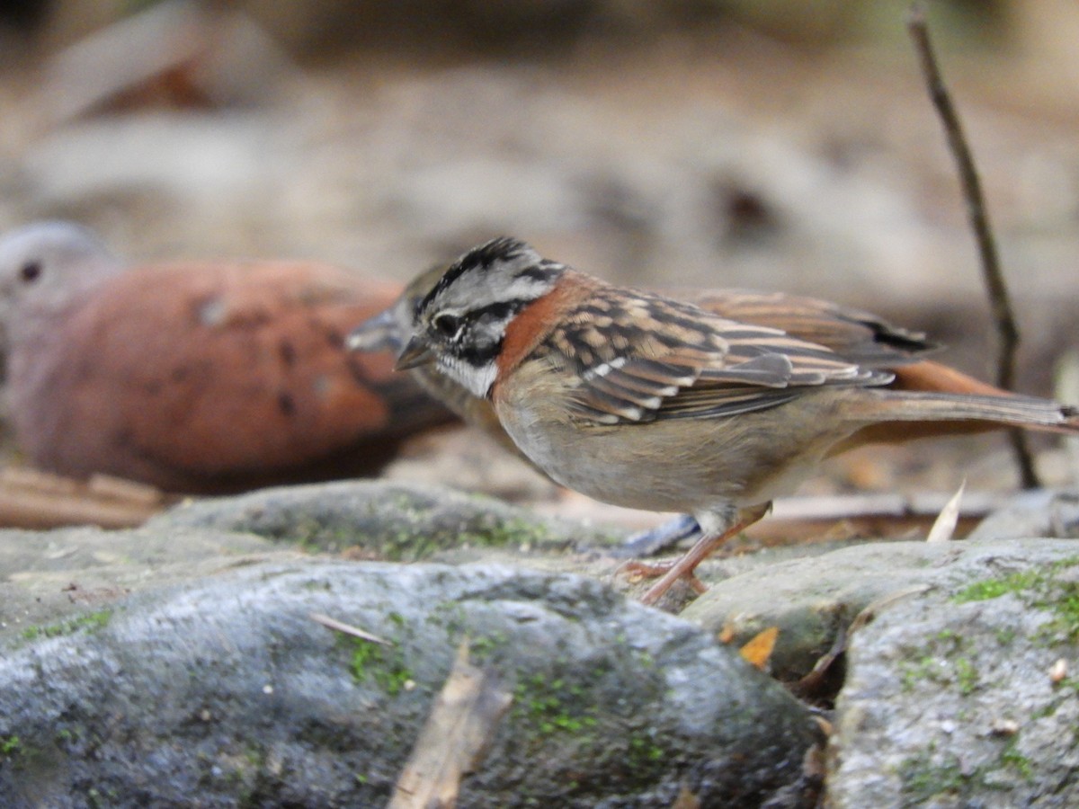 Rufous-collared Sparrow - Ricardo Kajita