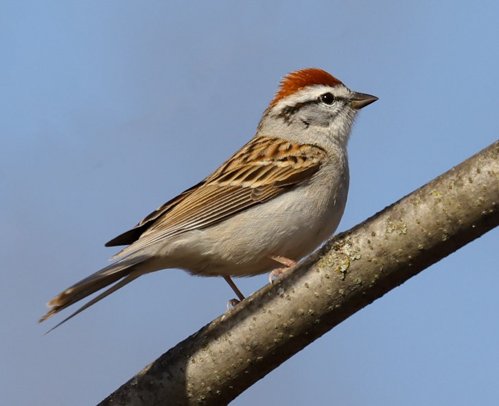 Chipping Sparrow - John Cassady