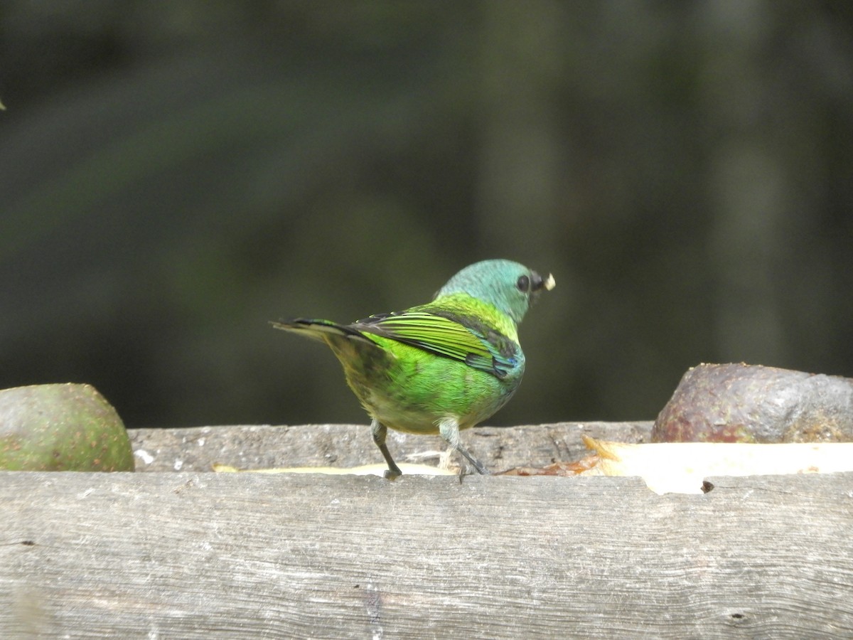 Green-headed Tanager - ML617111477