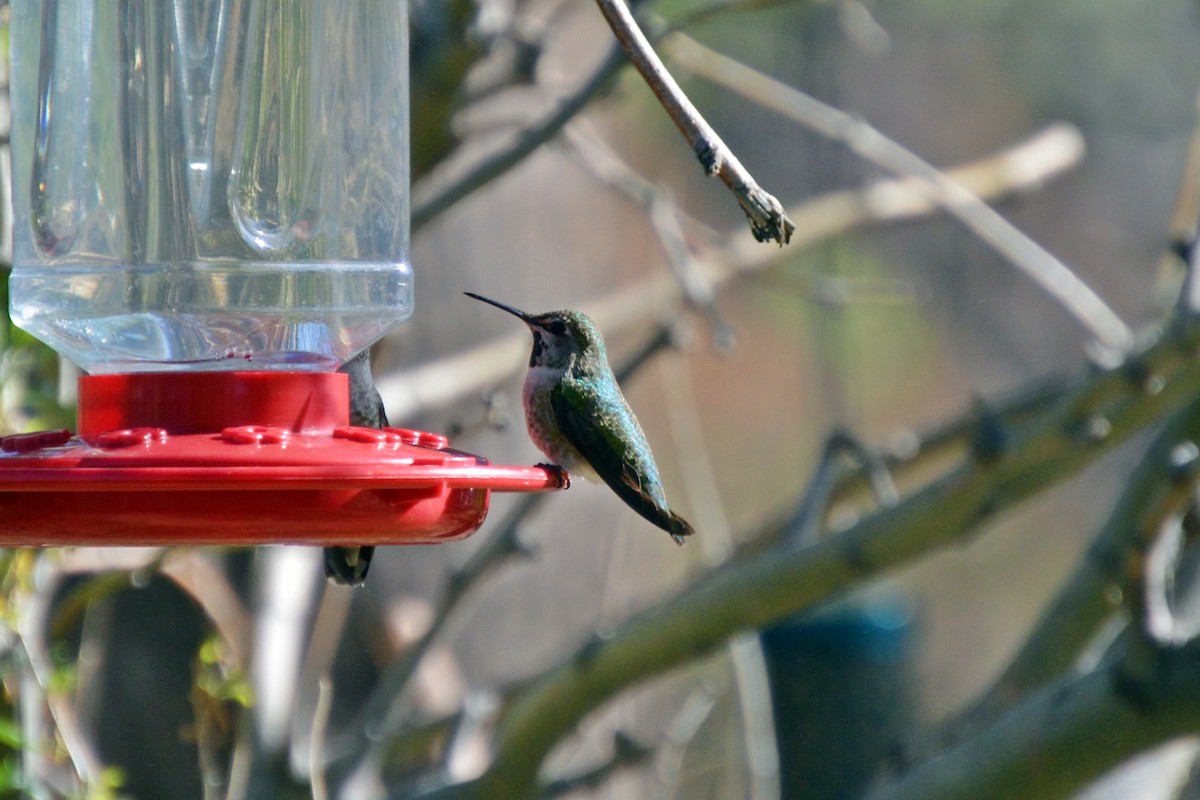 Anna's Hummingbird - ML617111483