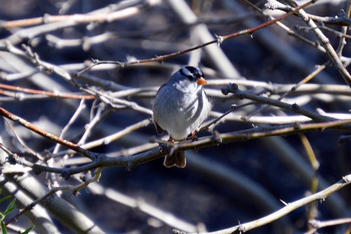 White-crowned Sparrow - Jean-Francois Pratt