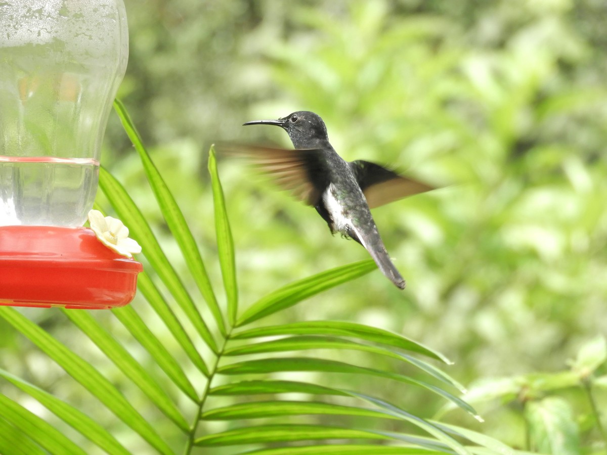 kolibřík černobílý - ML617111581