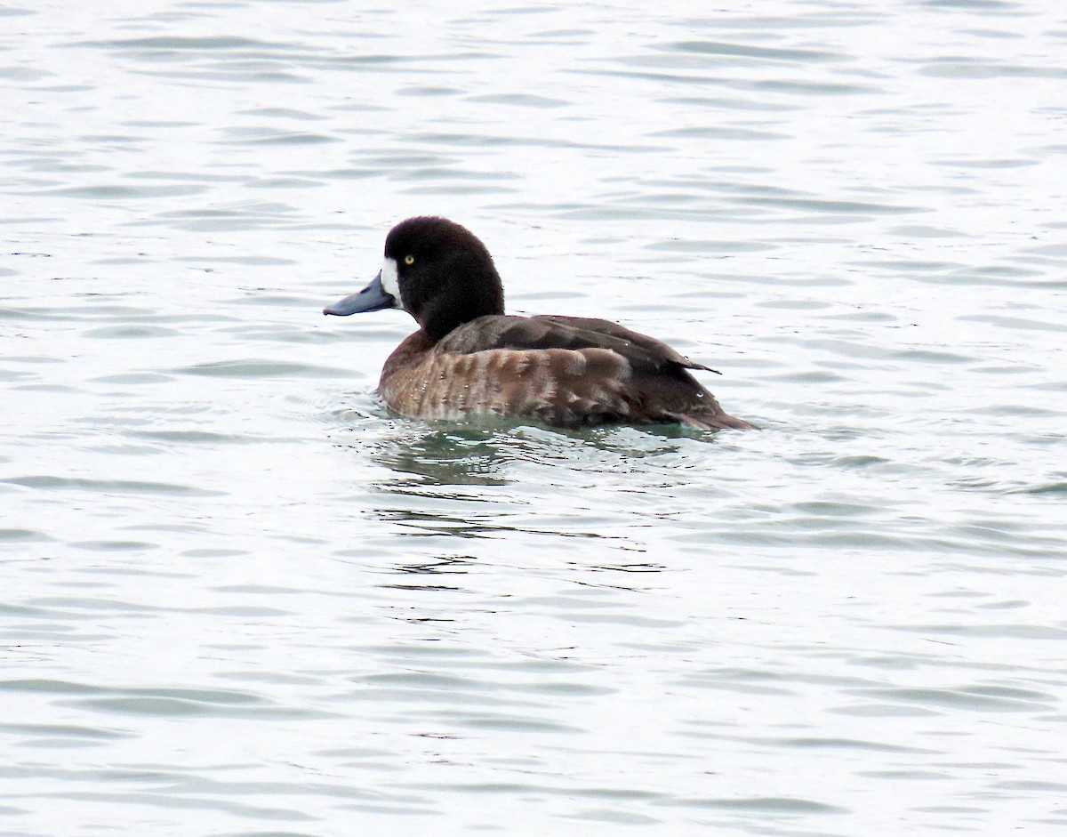 Greater Scaup - ML617111606