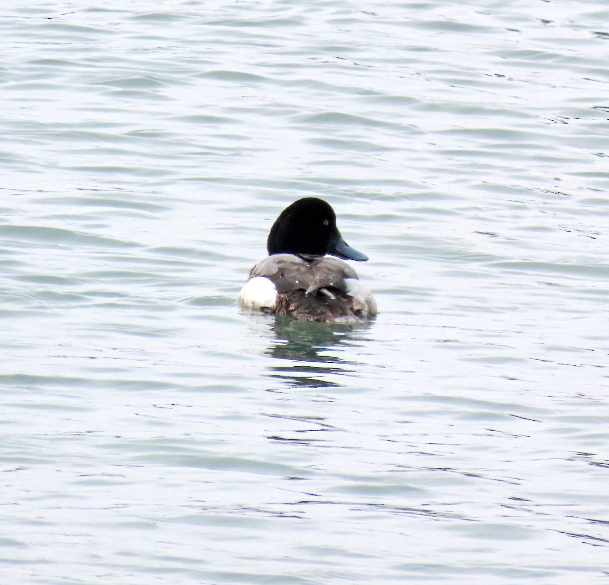 Greater Scaup - ML617111608