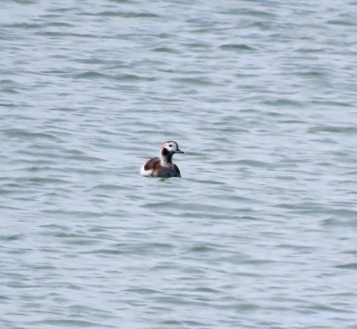Long-tailed Duck - ML617111614